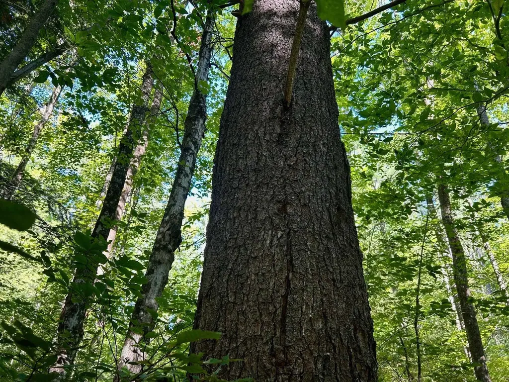 2453 Stock Farm Road Randolph VT 05060