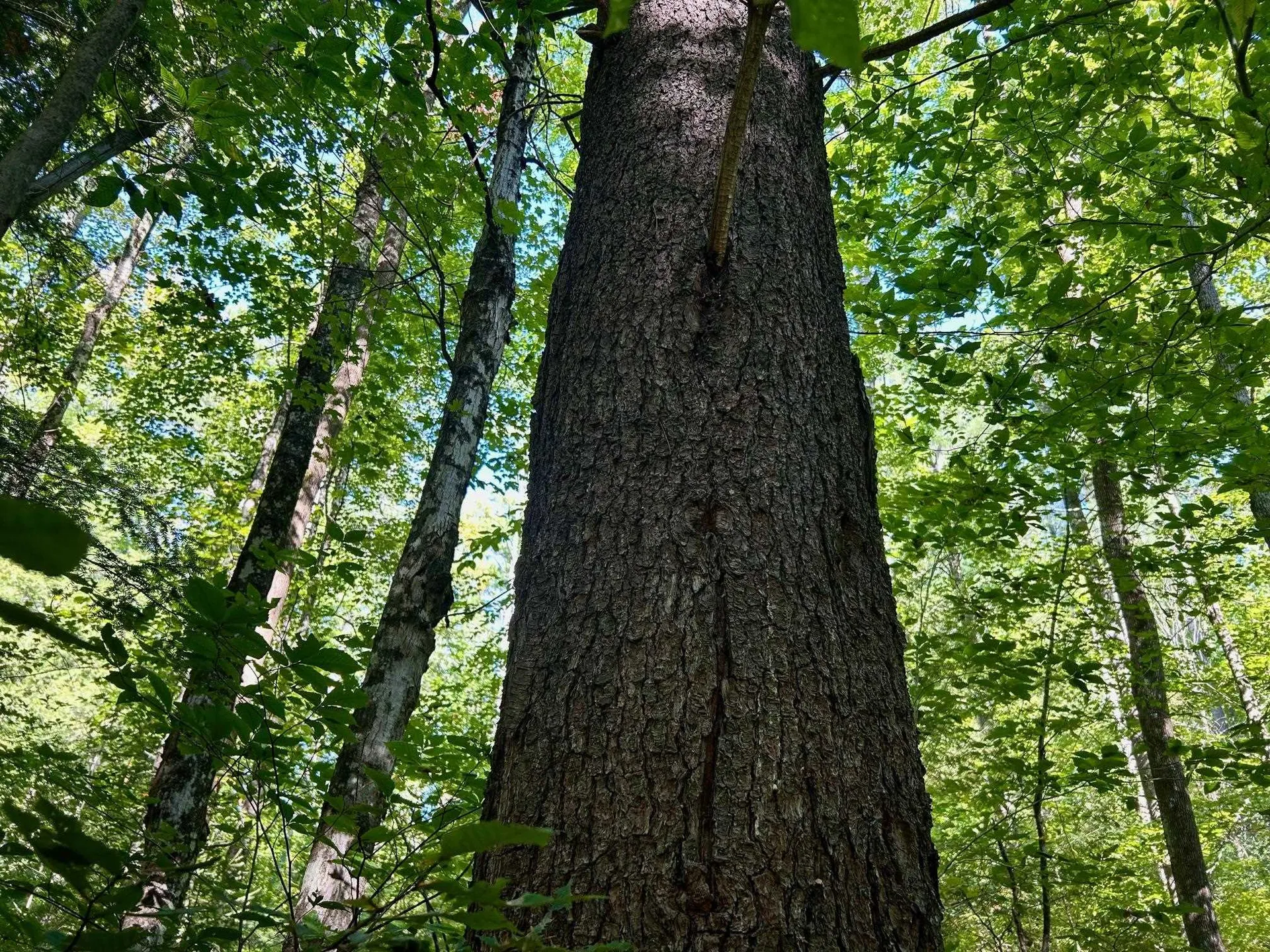 2453 Stock Farm Road Randolph VT 05060