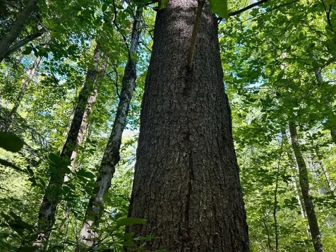 2453 Stock Farm Road Randolph VT 05060