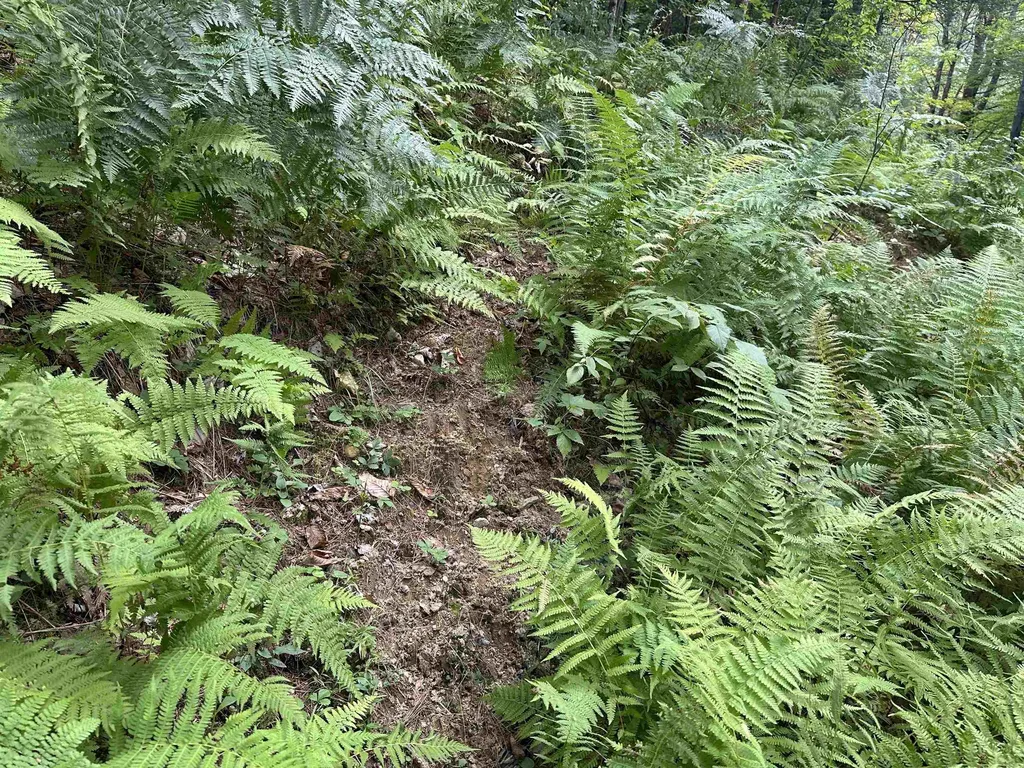 81 Parish Hill Road Newfane VT 05351