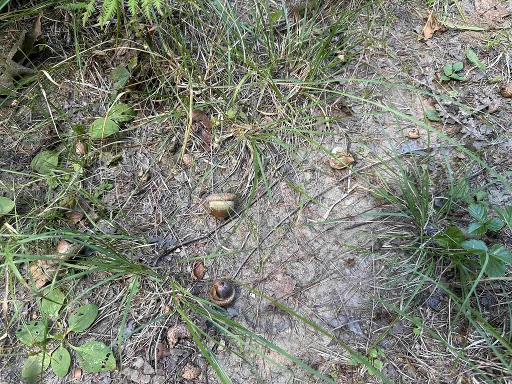 81 Parish Hill Road Newfane VT 05351