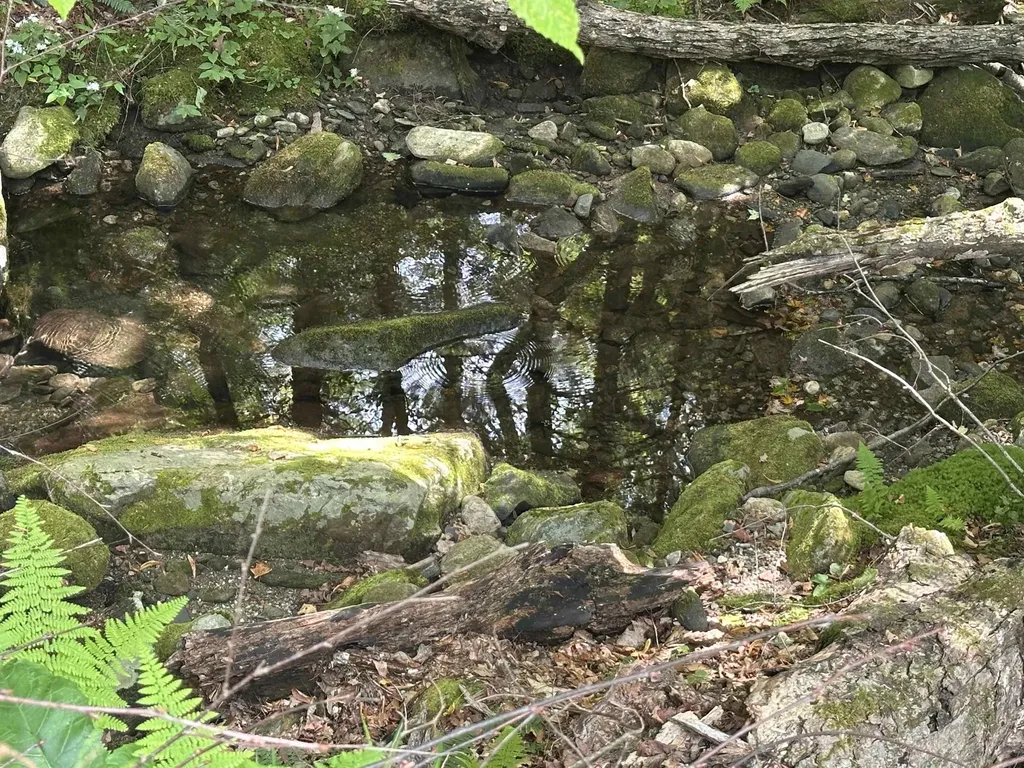 81 Parish Hill Road Newfane VT 05351