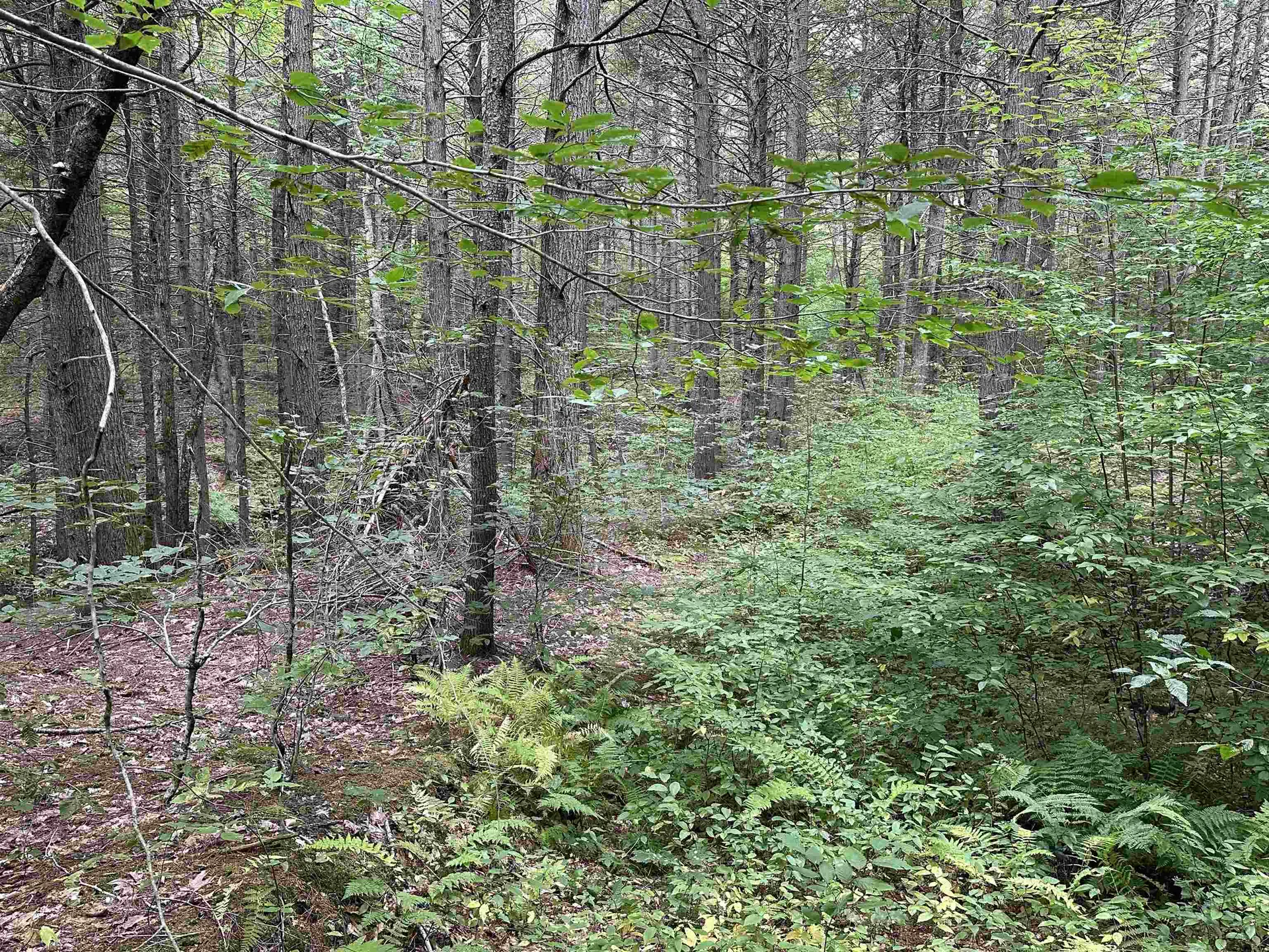 81 Parish Hill Road Newfane VT 05351