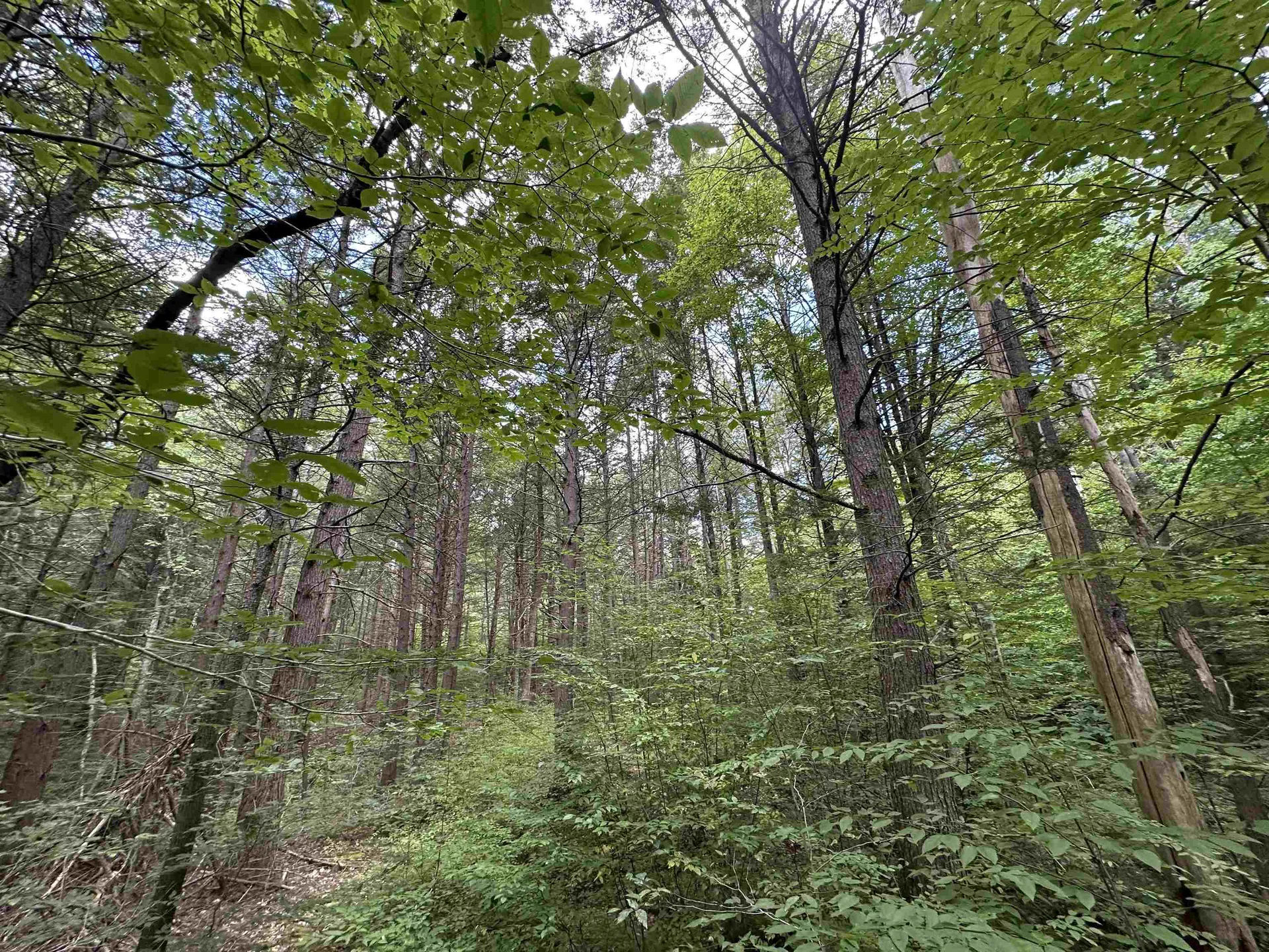 81 Parish Hill Road Newfane VT 05351