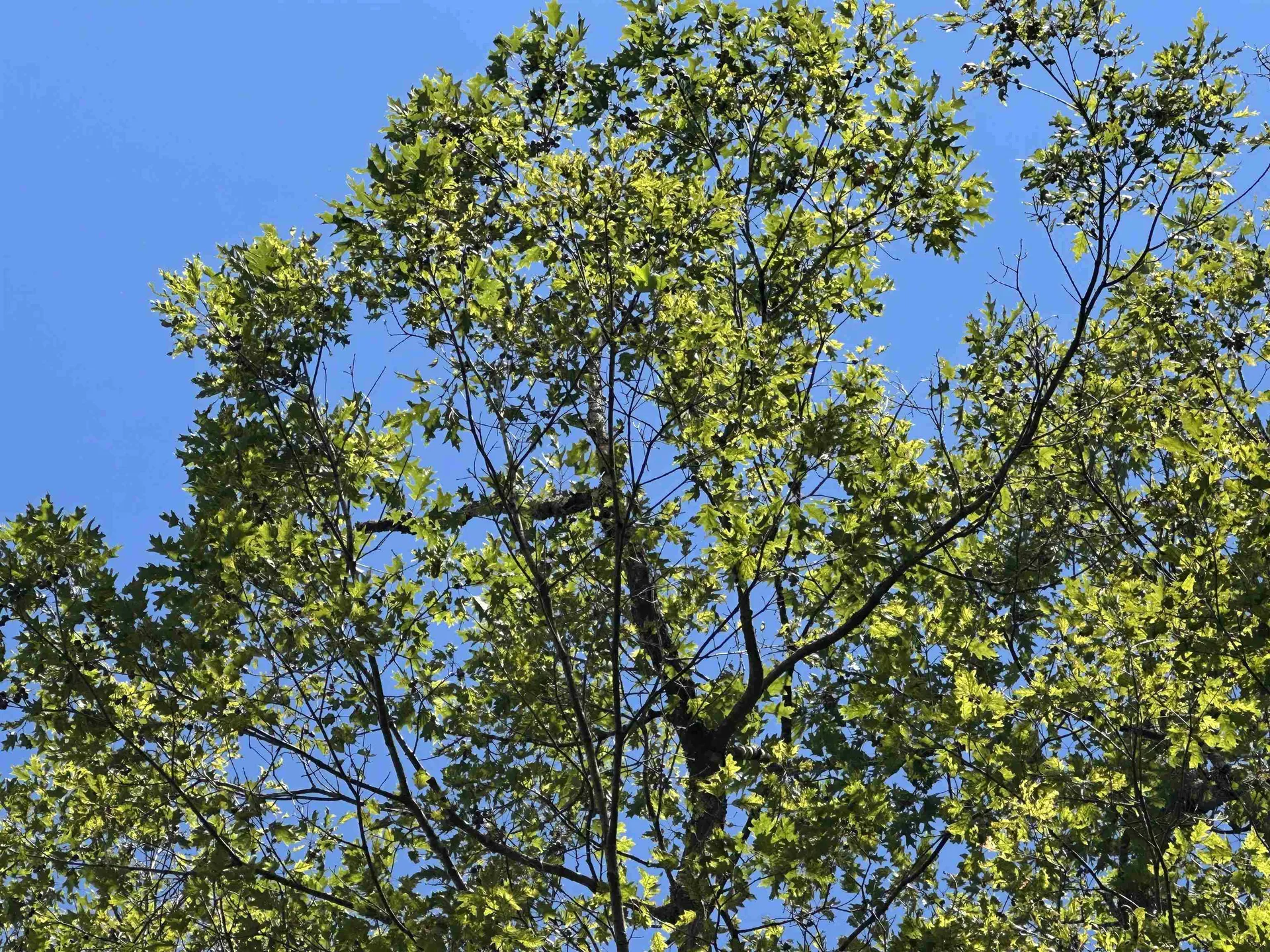 81 Parish Hill Road Newfane VT 05351