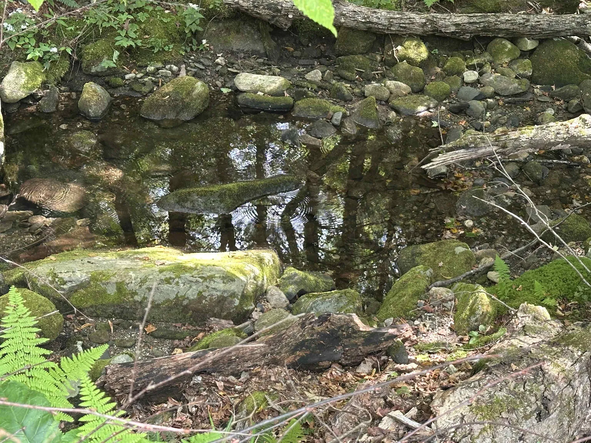 81 Parish Hill Road Newfane VT 05351