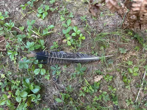 81 Parish Hill Road Newfane VT 05351