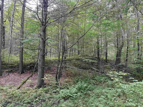 81 Parish Hill Road Newfane VT 05351