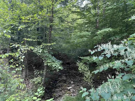 81 Parish Hill Road Newfane VT 05351