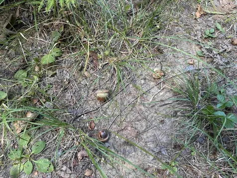 81 Parish Hill Road Newfane VT 05351