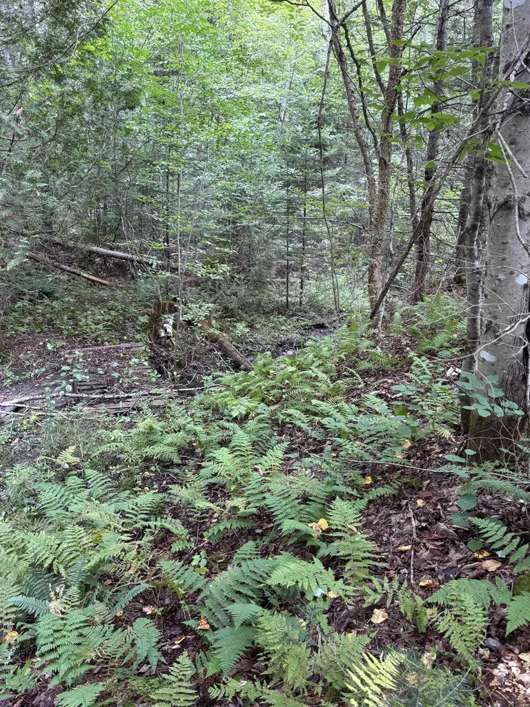 5628 South Wheelock Road Wheelock VT 05851