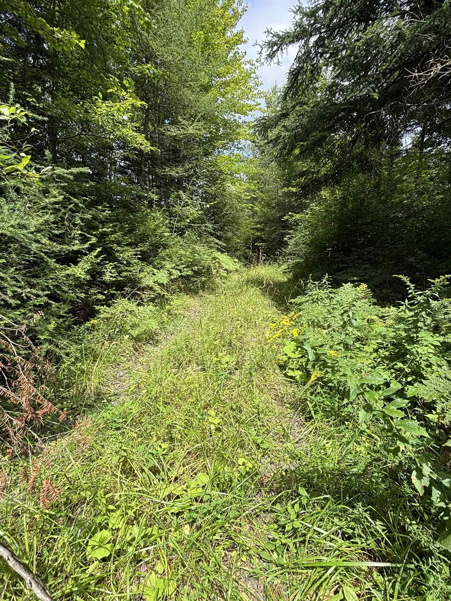 5628 South Wheelock Road Wheelock VT 05851