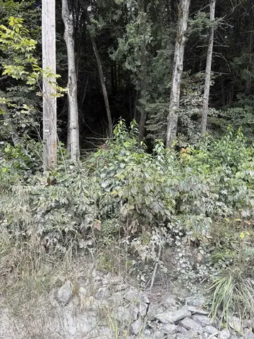 5628 South Wheelock Road Wheelock VT 05851