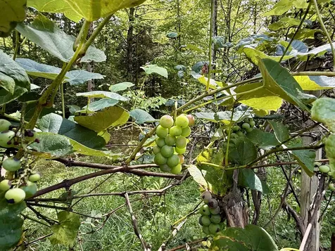 771 Woods Hollow Road Westford VT 05494