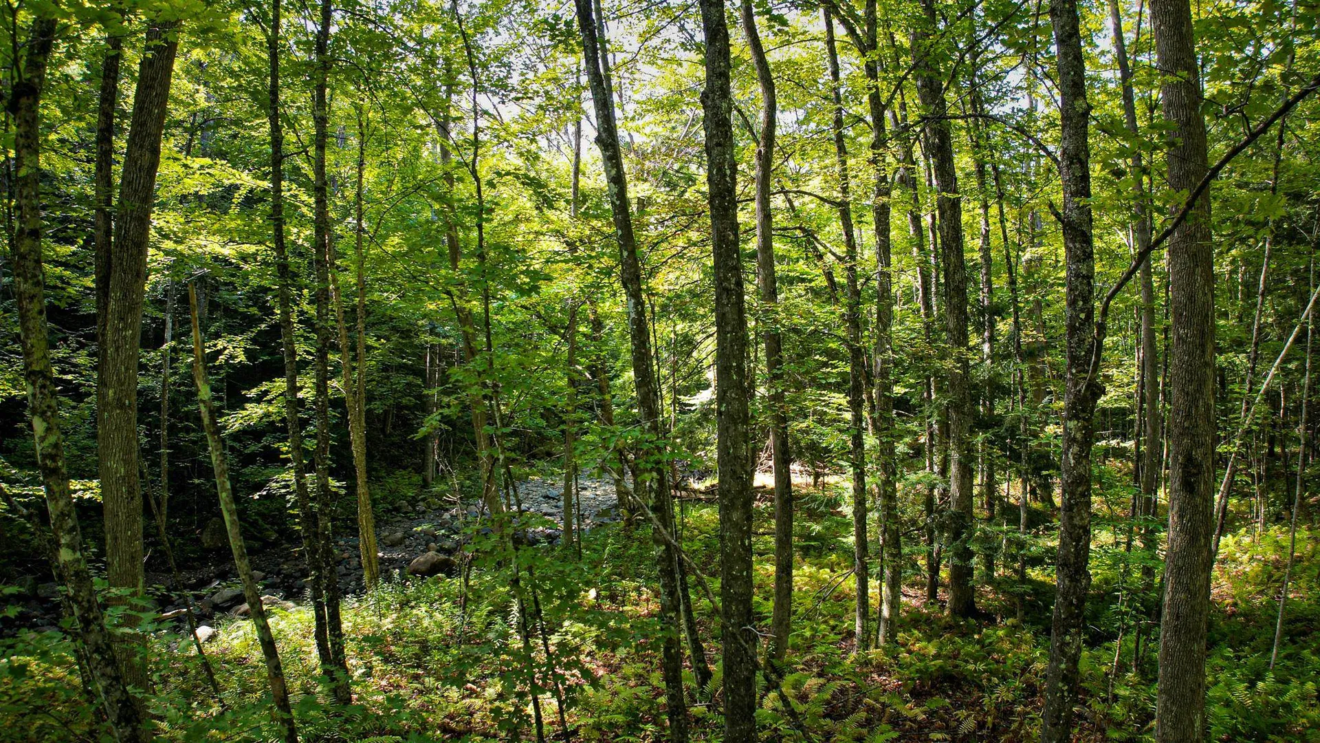 0 Camp Road Plainfield NH 03781