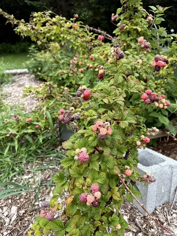 3041 Cross Road Jay VT 05859