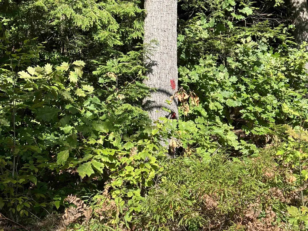 Pine Street Hopkinton NH 03229