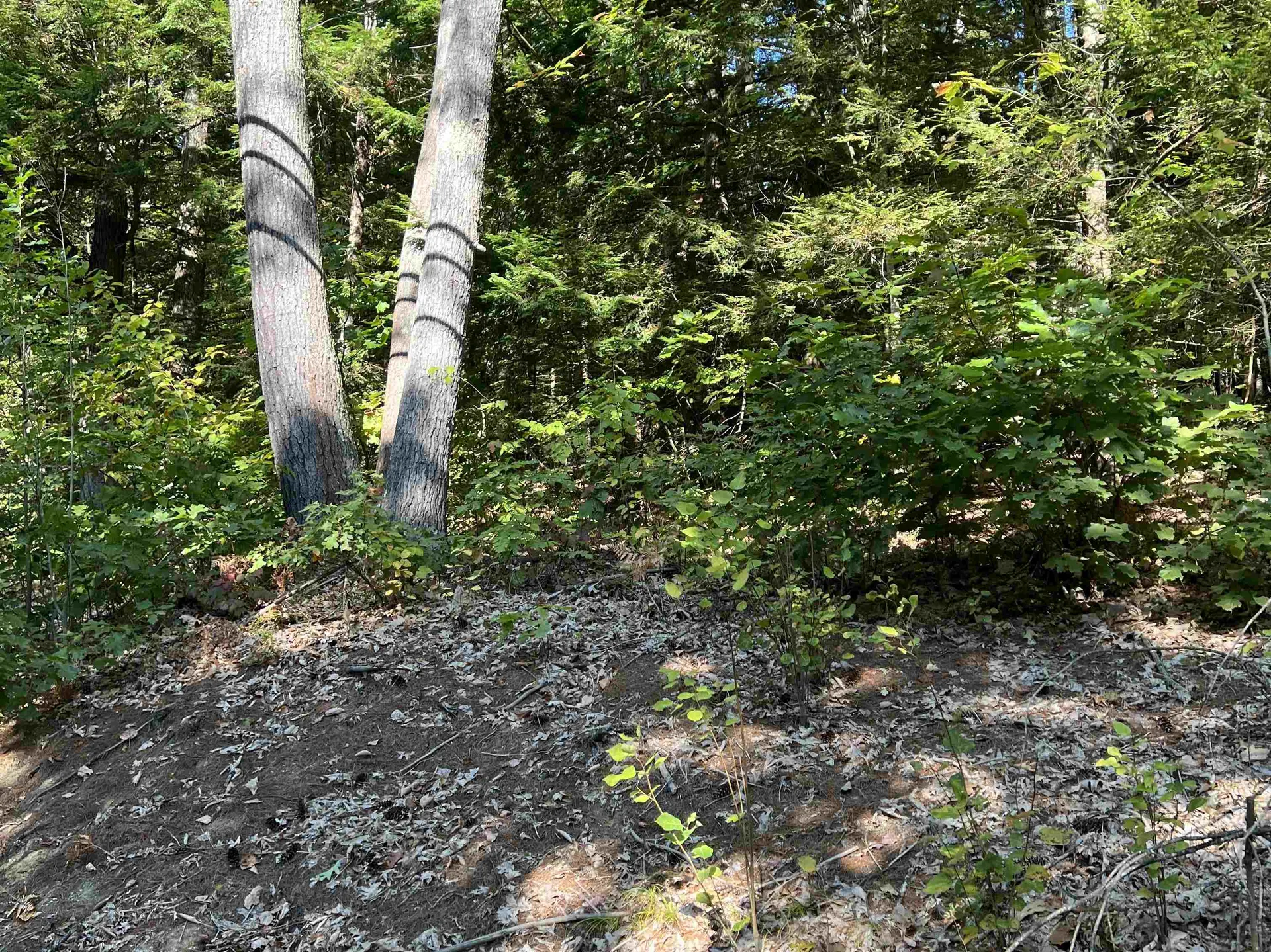 Pine Street Hopkinton NH 03229