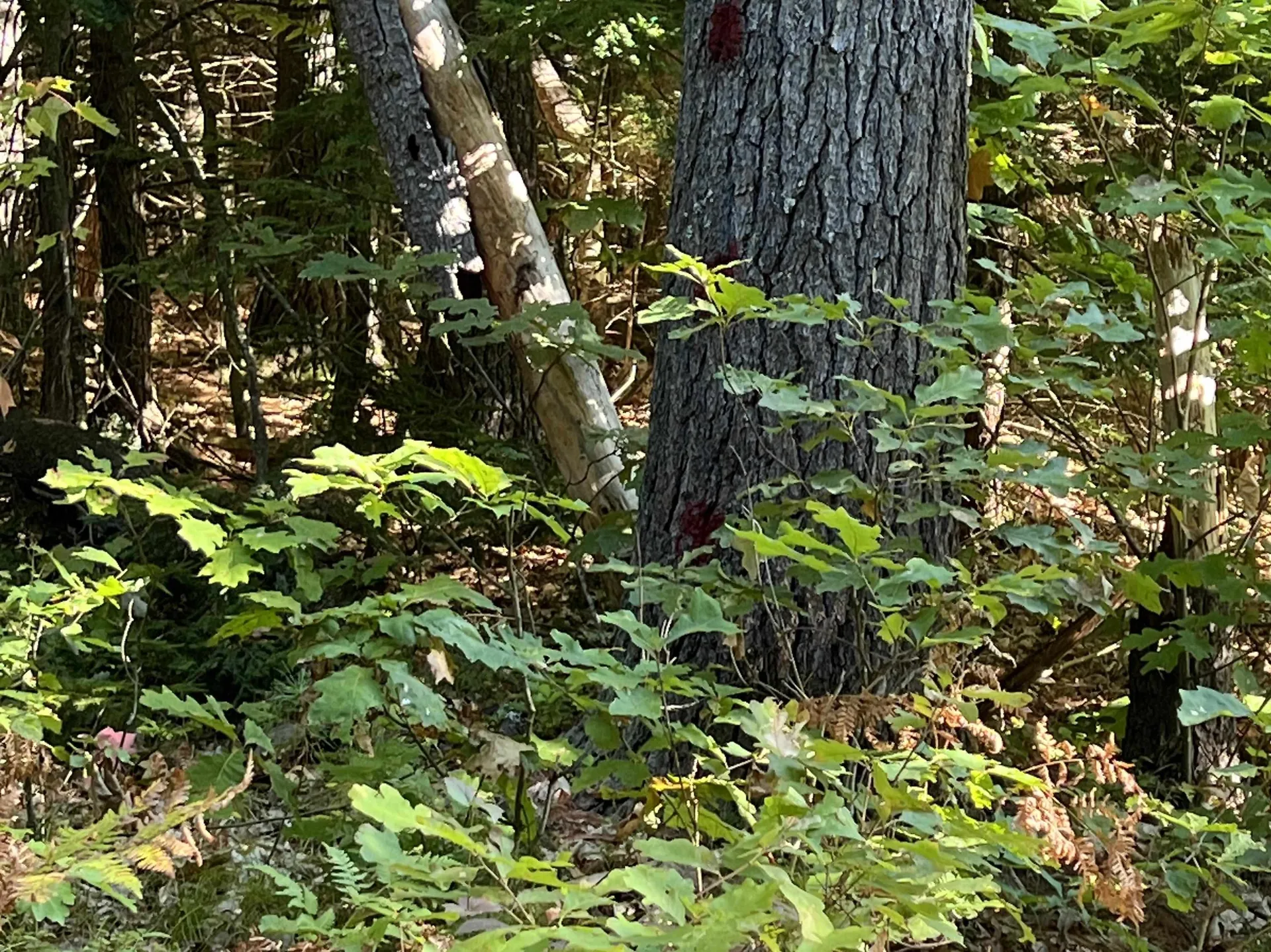 Pine Street Hopkinton NH 03229