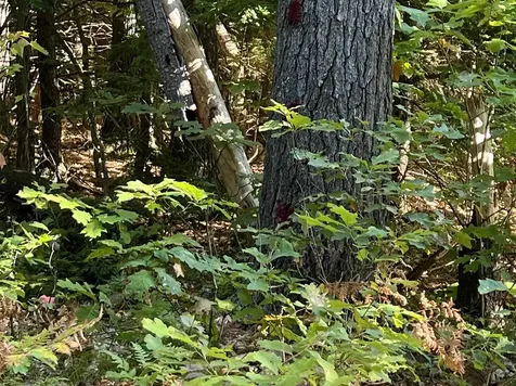 Pine Street Hopkinton NH 03229