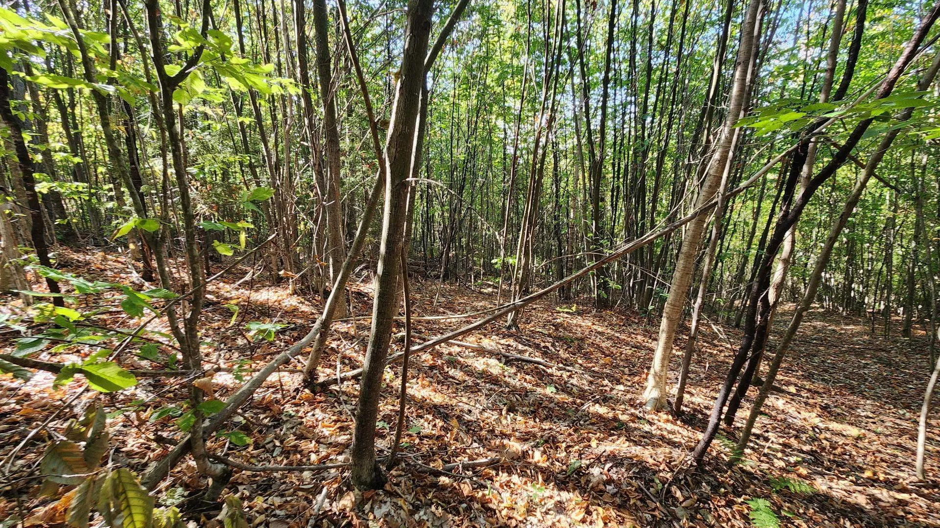 11 Summit Drive Franconia NH 03580