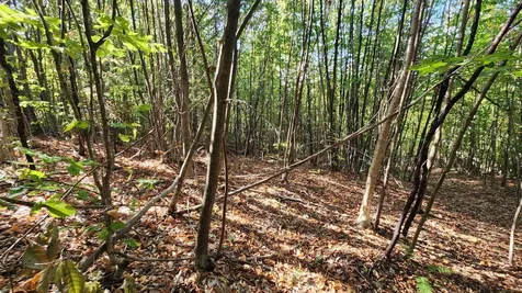 11 Summit Drive Franconia NH 03580