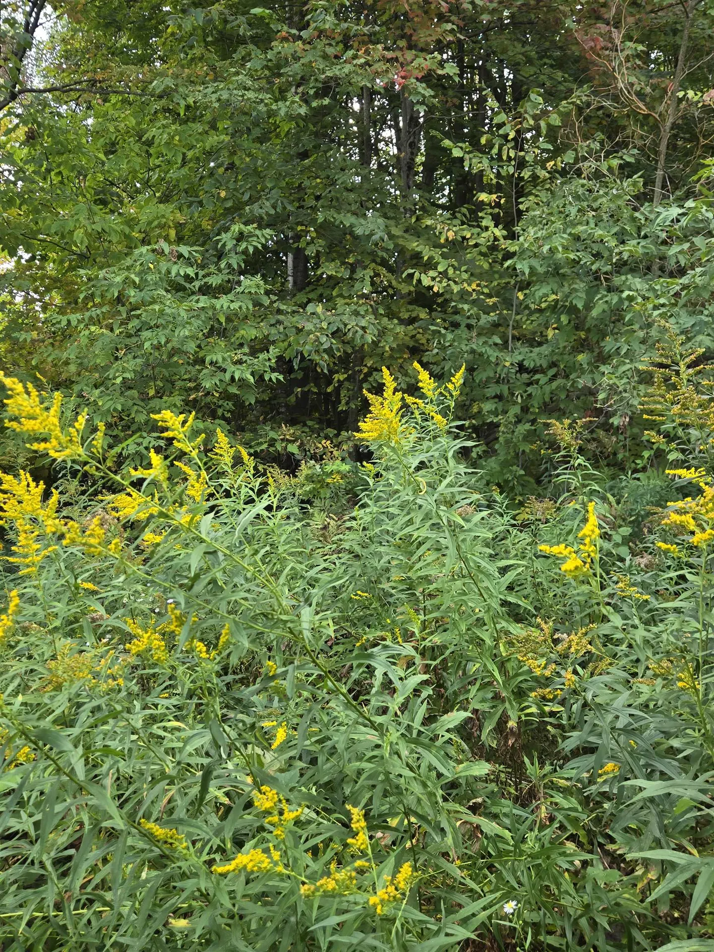 124-125 Prospect Street Barre City VT 05641