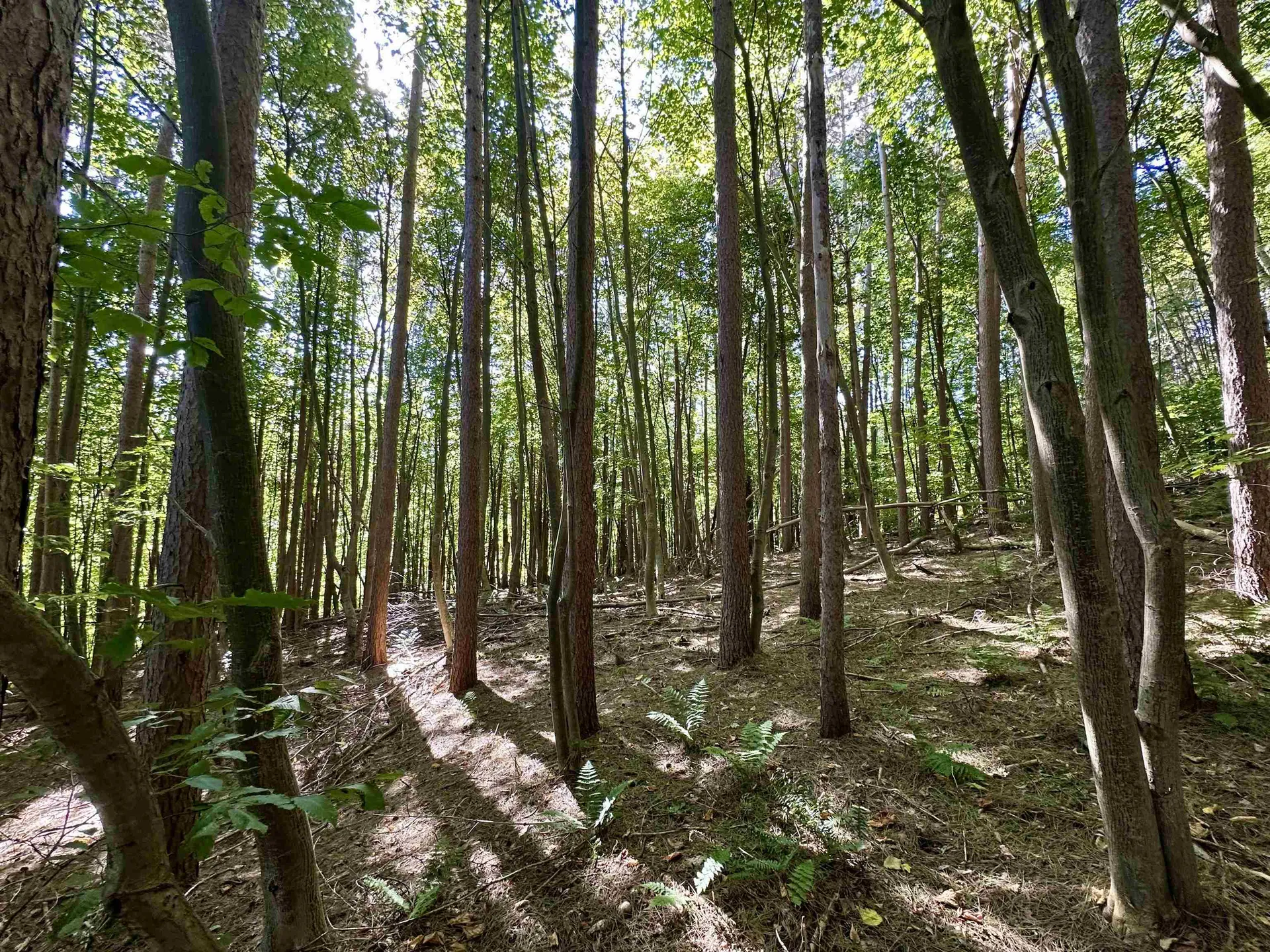3606 Kent Hollow Road Rupert VT 05778