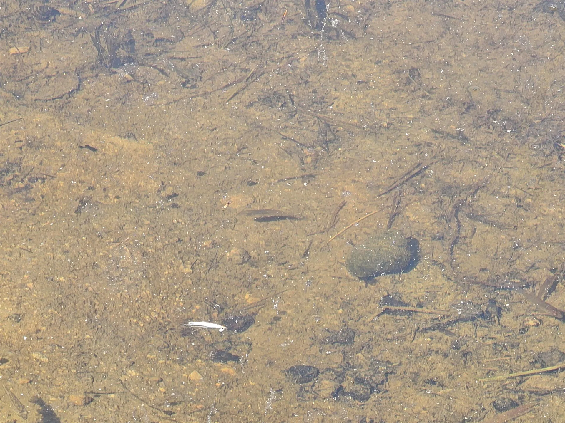 0 Shaw Road Barnstead NH 03218