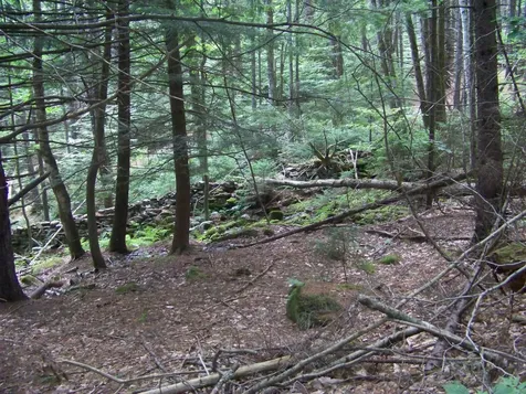 1003 Quarry Hill Road Rochester VT 05767