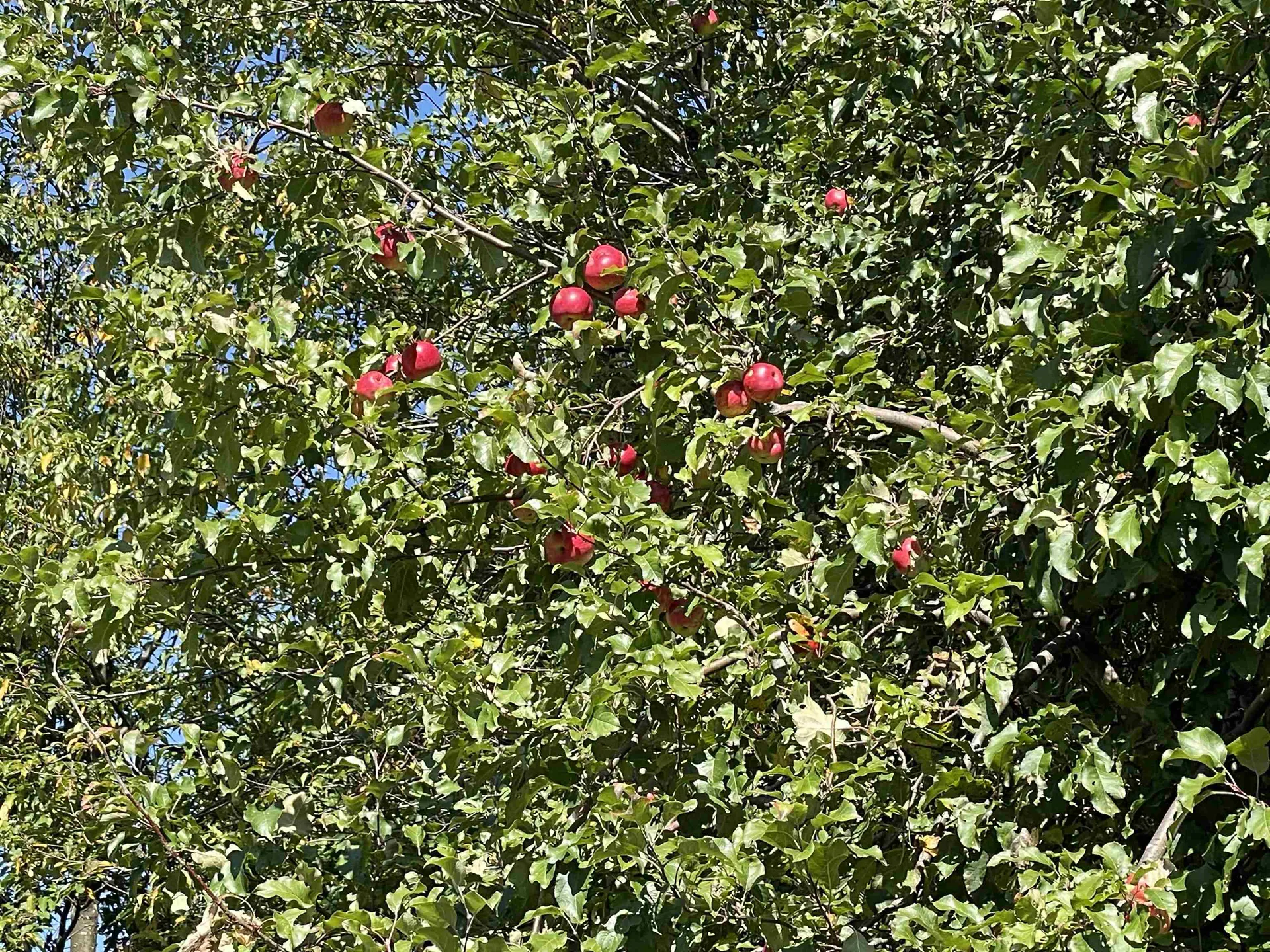 364 Lucier Road Jay VT 05859