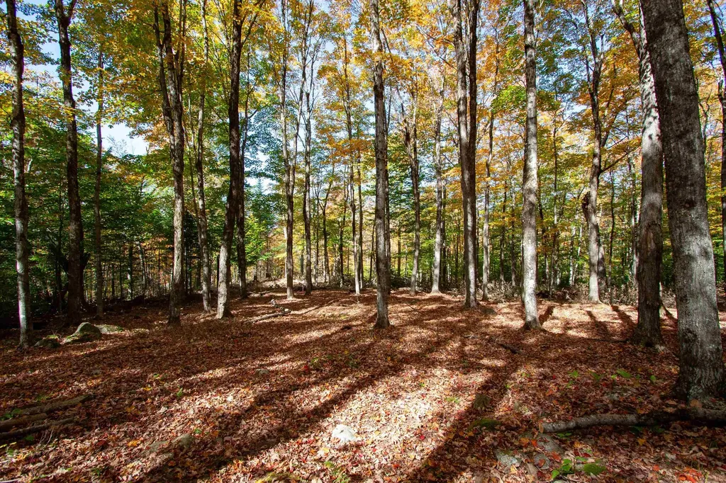 1052 Ccc Road Shrewsbury VT 05738