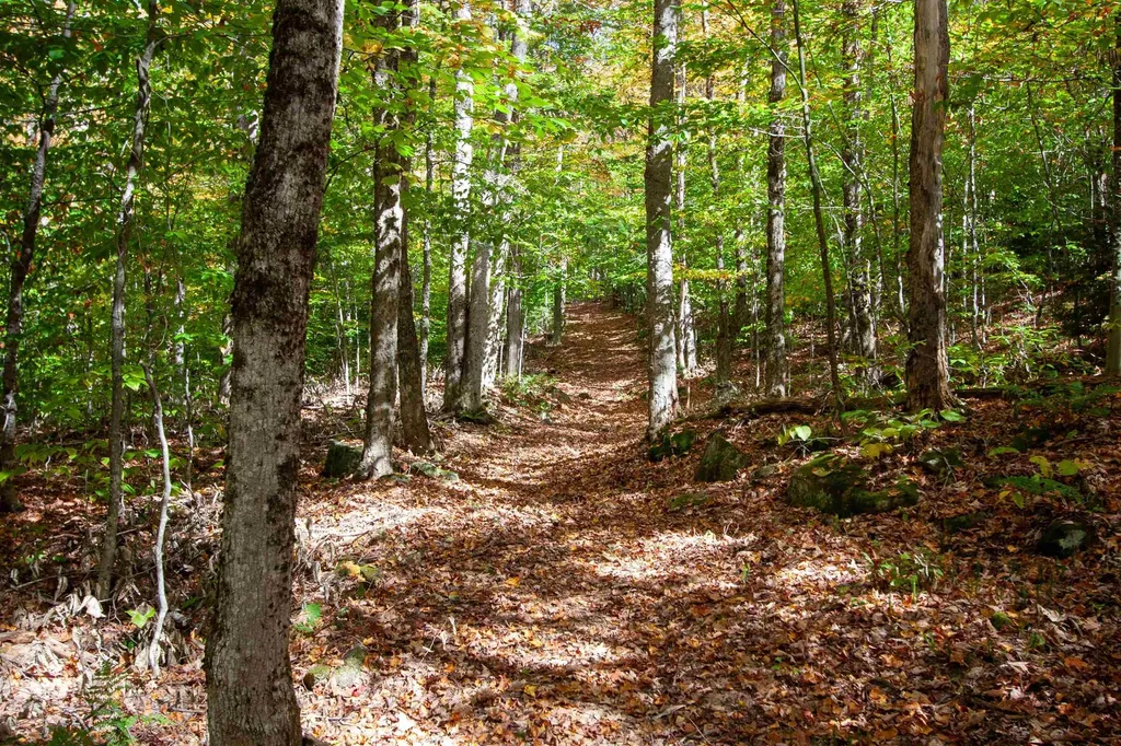 1052 Ccc Road Shrewsbury VT 05738