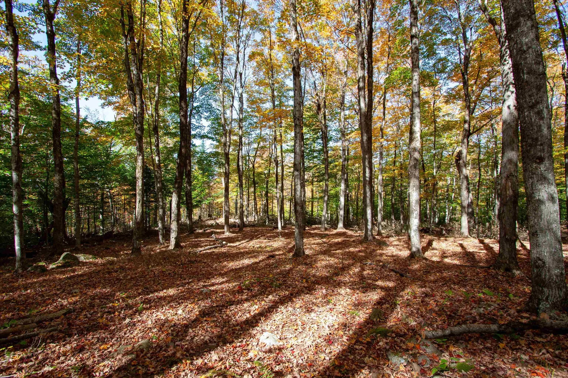 1052 Ccc Road Shrewsbury VT 05738