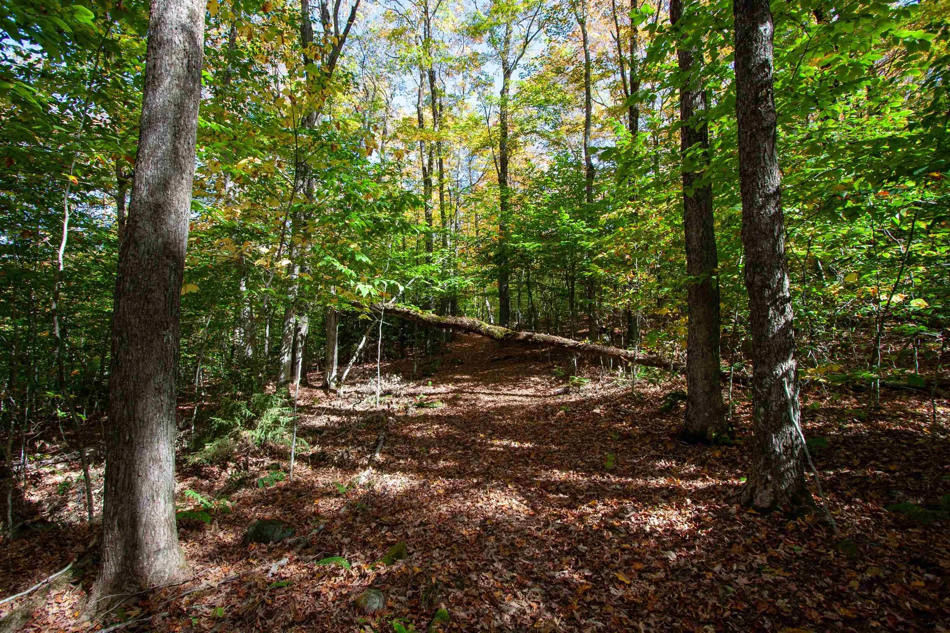 1052 Ccc Road Shrewsbury VT 05738