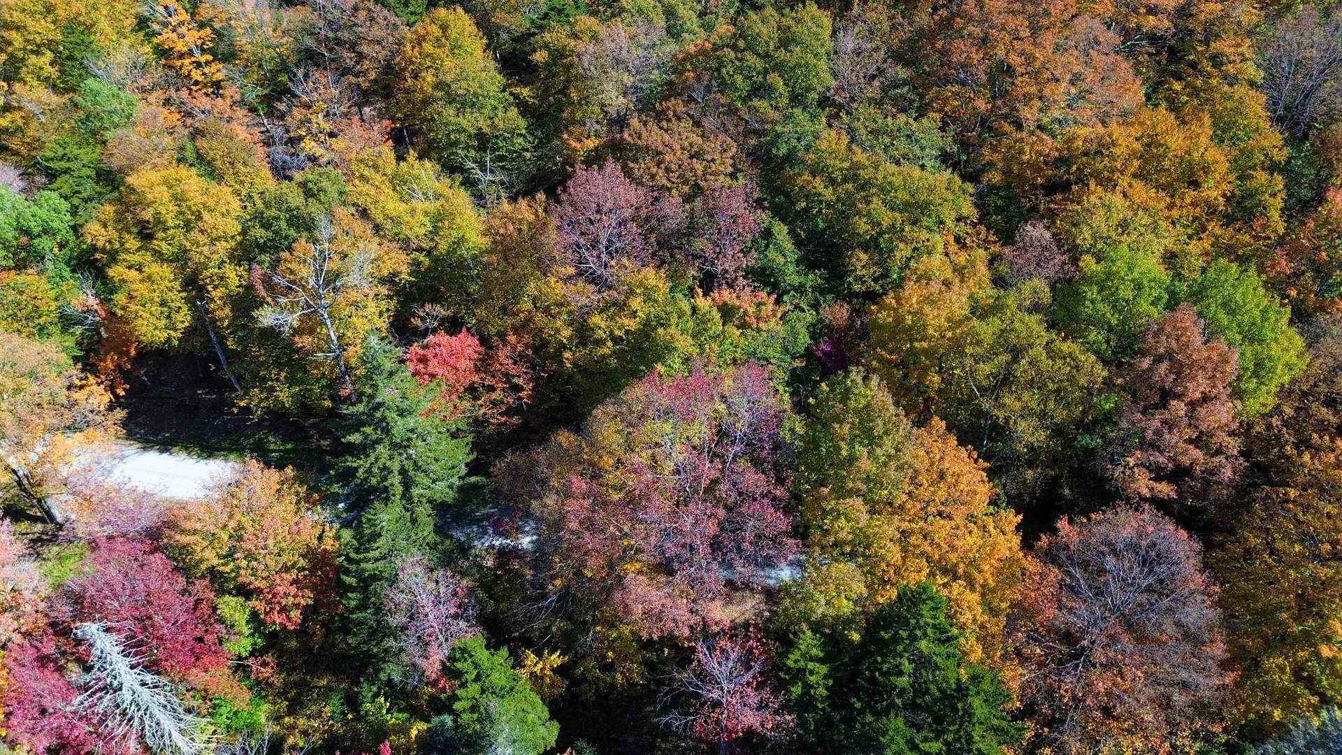 1052 Ccc Road Shrewsbury VT 05738