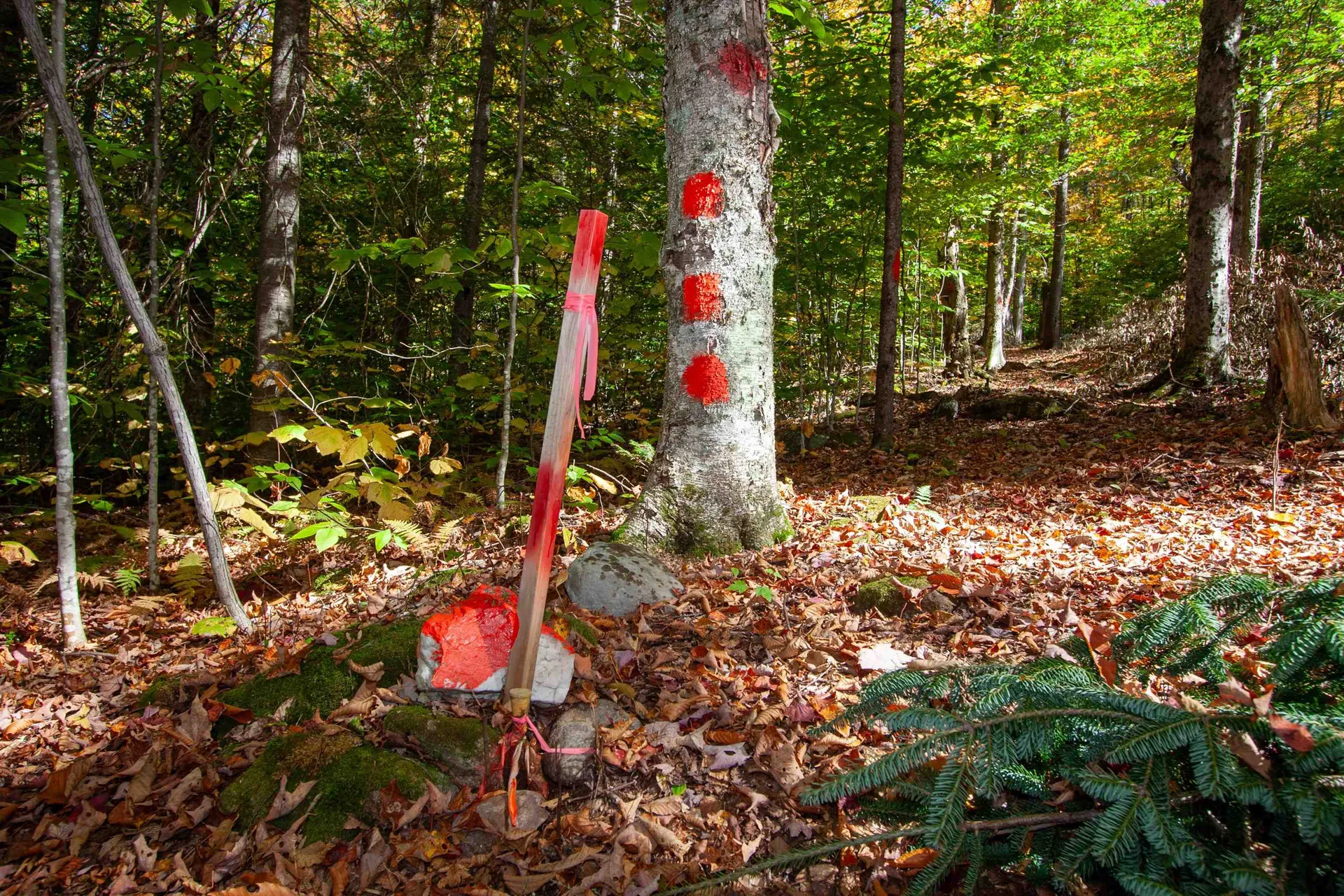 1052 Ccc Road Shrewsbury VT 05738