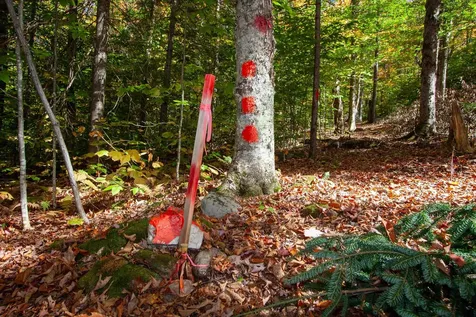 1052 Ccc Road Shrewsbury VT 05738