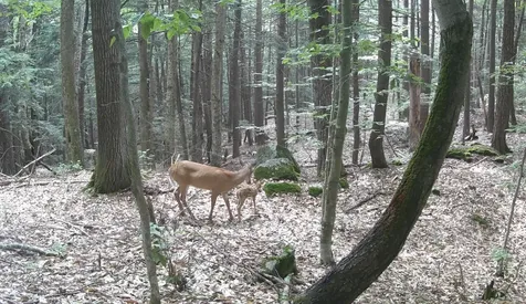 Gulf Road Sanbornton NH 03269