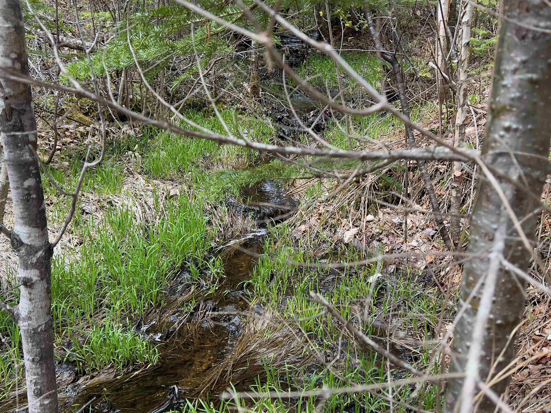 Chipper Lane Milan NH 03588