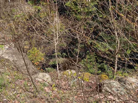 Chipper Lane Milan NH 03588