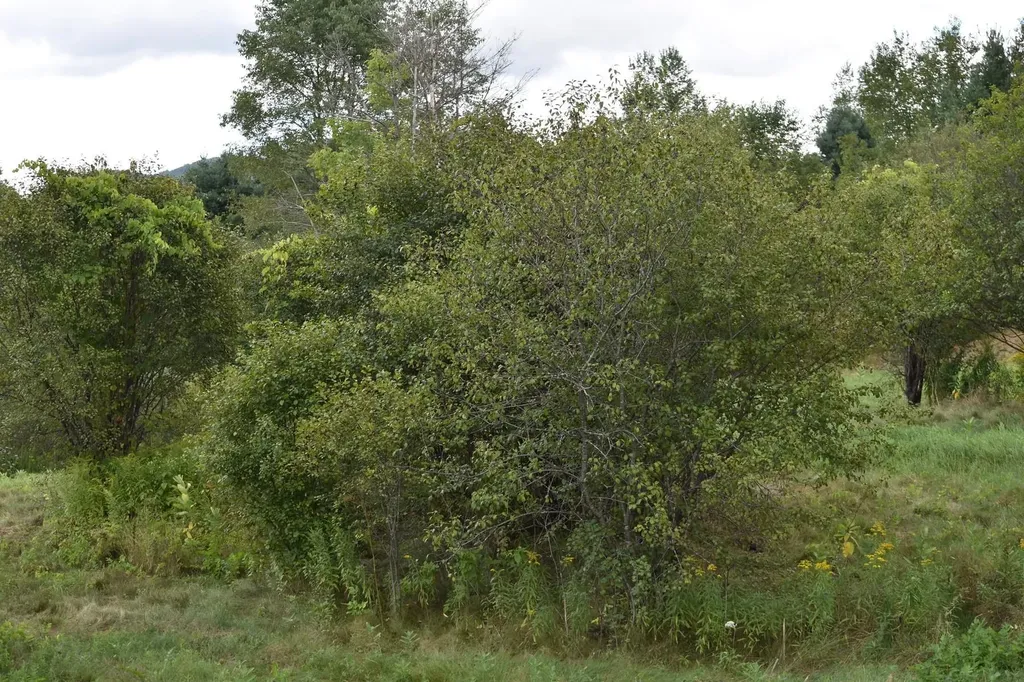 0 Mckinley Avenue Rutland Town VT 05701