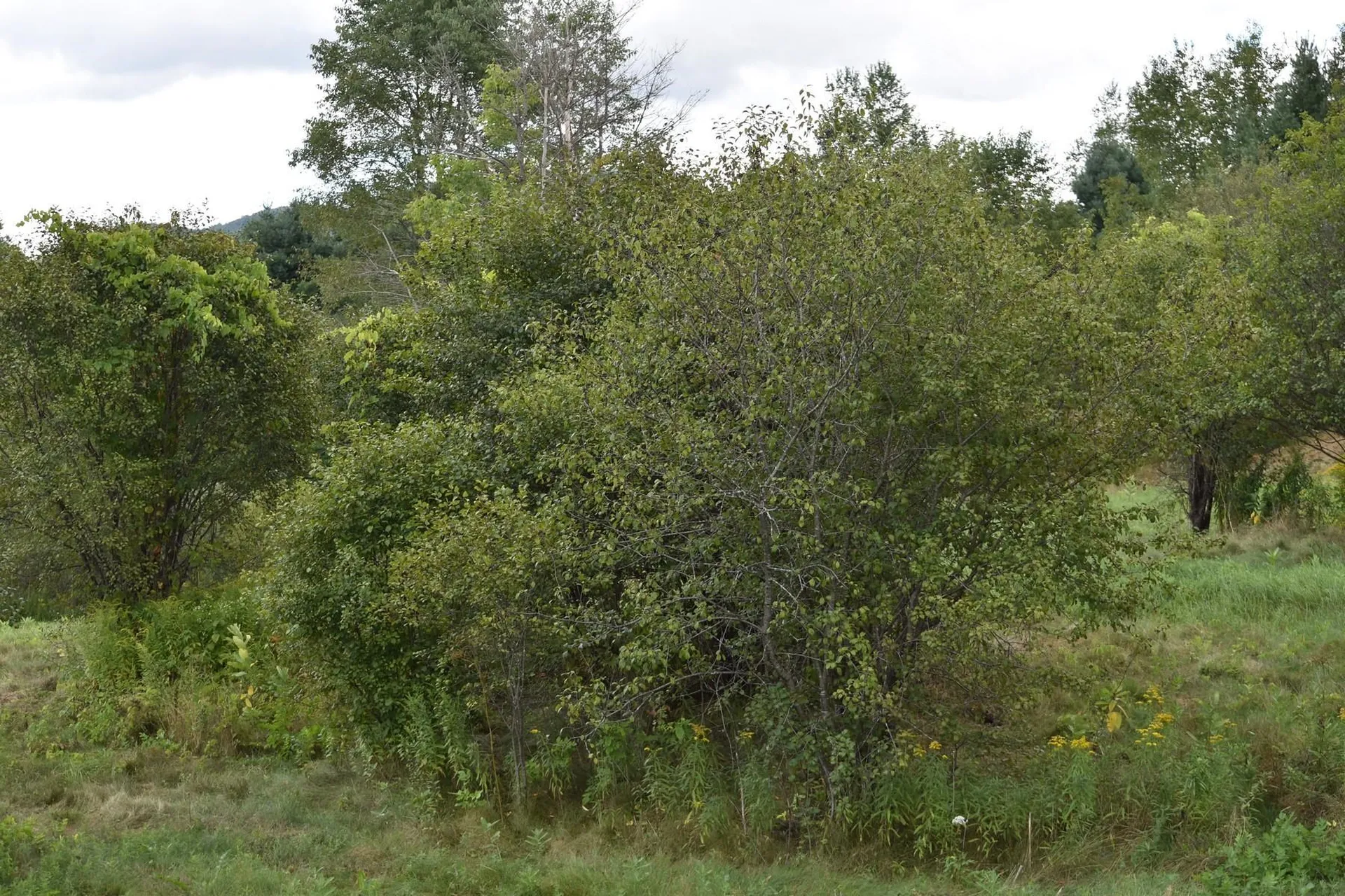0 Mckinley Avenue Rutland Town VT 05701
