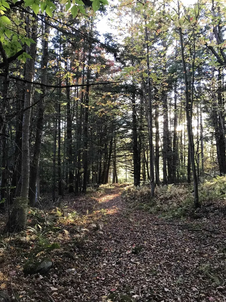 3003 East Warren Road Waitsfield VT 05673