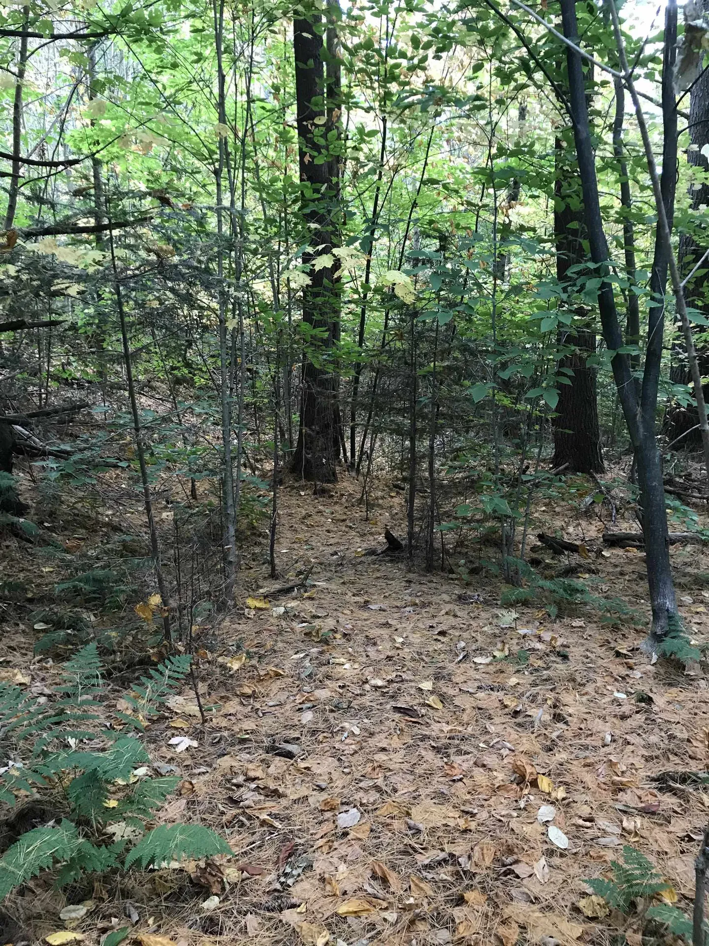 3003 East Warren Road Waitsfield VT 05673