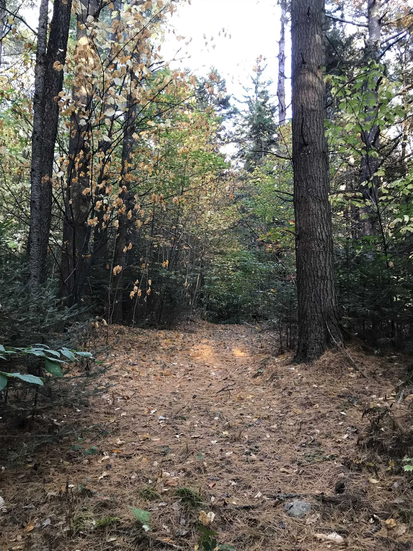 3003 East Warren Road Waitsfield VT 05673