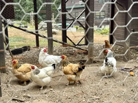 175 Molly Philbrick Road Effingham NH 03882