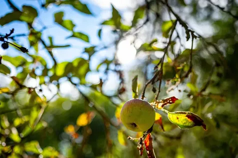 175 Molly Philbrick Road Effingham NH 03882