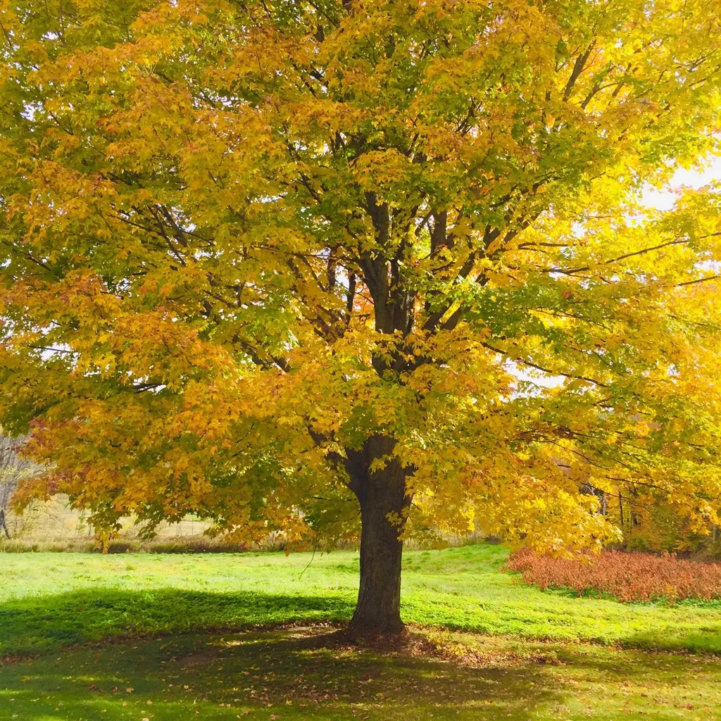 629 South Hill Road Ludlow VT 05149