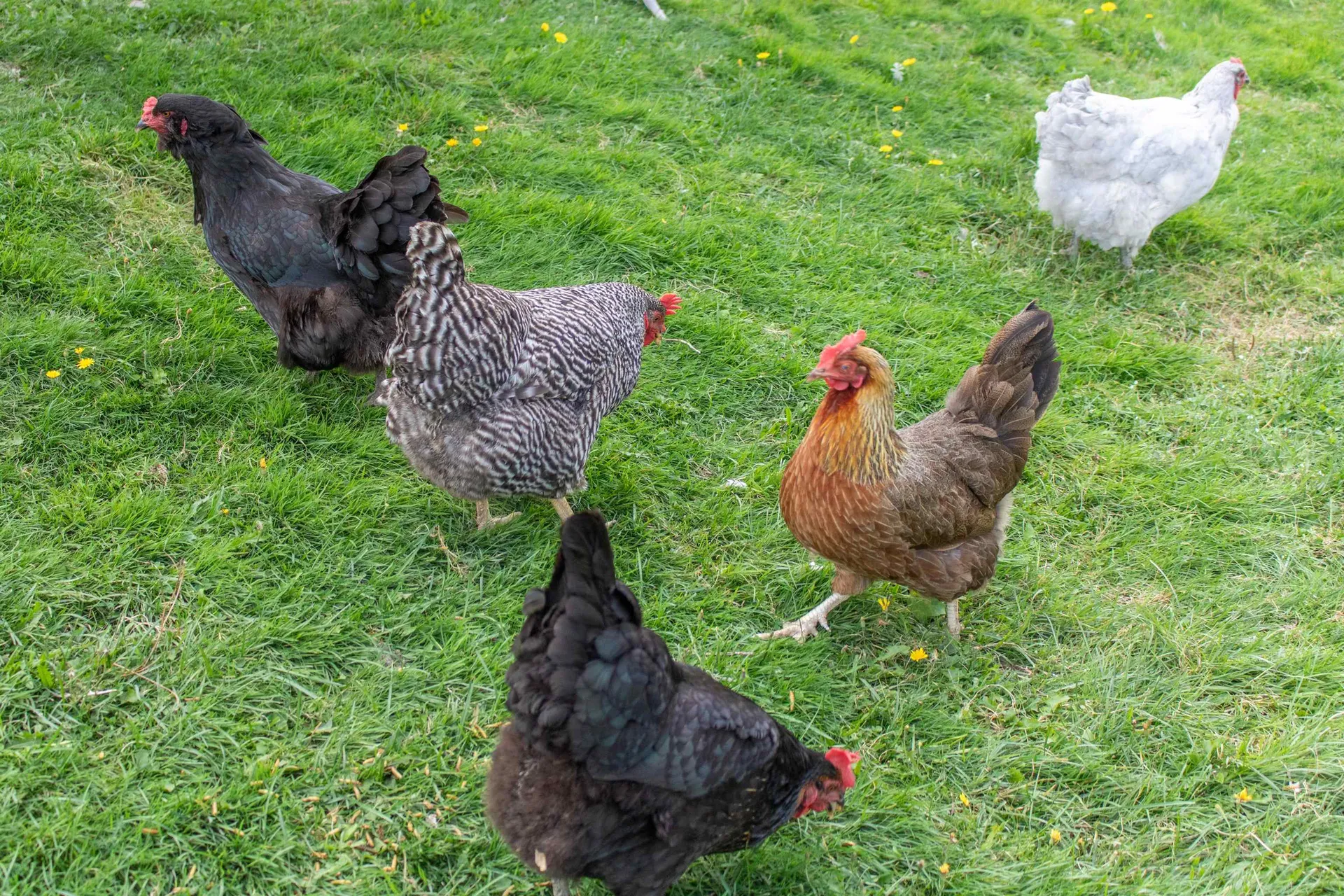 429 Roy Street Derby VT 05829